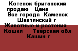 Котенок британский продаю › Цена ­ 3 000 - Все города, Каменск-Шахтинский г. Животные и растения » Кошки   . Тверская обл.,Кашин г.